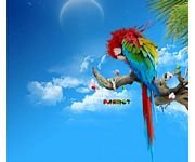 pic for colorful parrot 2  